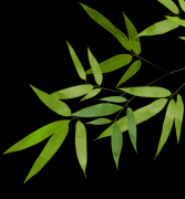 清明时节护安康 | 石狮现代医院清明节